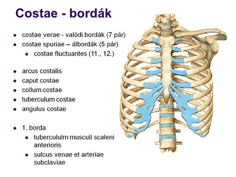 A mellkas anatómiája és a pectus excavatum különböző típusai