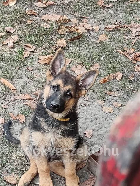 Fülragasztás menete németjuhász kölyköknél