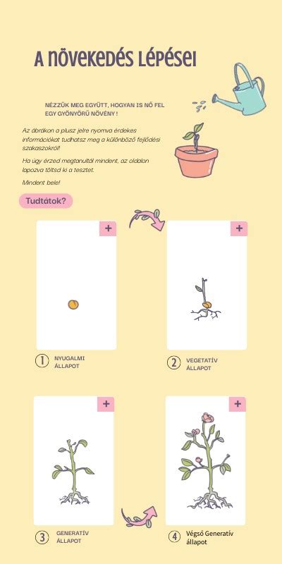 A kölyökkutya fejlődési szakaszai infographic