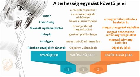 A beágyazódás folyamatának illusztrációja