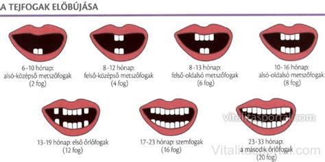 A tejfogak fejlődése és sorrendje