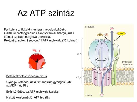 Az ATP molekula szerkezete