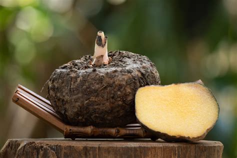 Konjac gyökér és a belőle készült szivacs