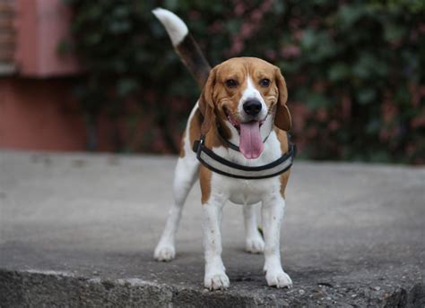 Beagle ápolási tippek