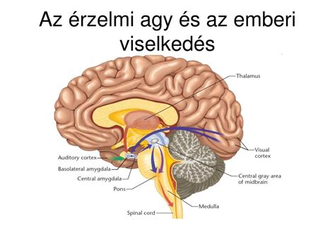 Az agy fejlődésének fázisai az emberi embrióban