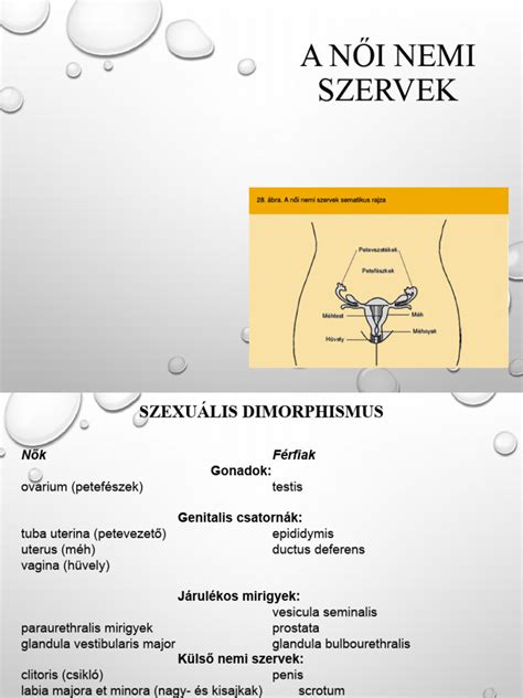 A női reproduktív szervek anatómiája