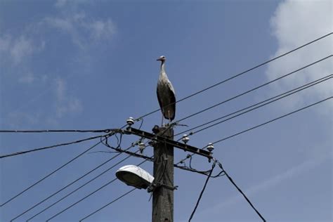 Kisfeszültségű oszlopon pihenő fehér gólya