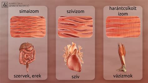 Az izomszövet felépítését és a fehérjék szerepét illusztráló infografika