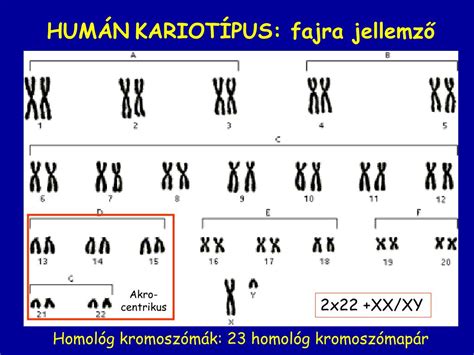 Homológ kromoszómák