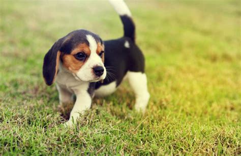 kölyök beagle nagy lelógó fülekkel
