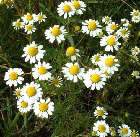 Chamomilla Vulgaris virág