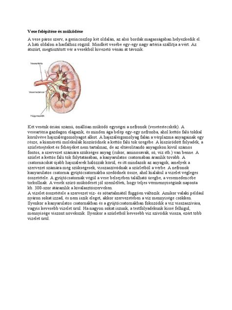 A placenta és a köldökzsinór felépítése és működése