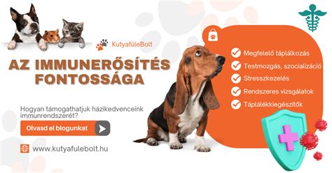 Immunerősítés fontossága gyermekeknél