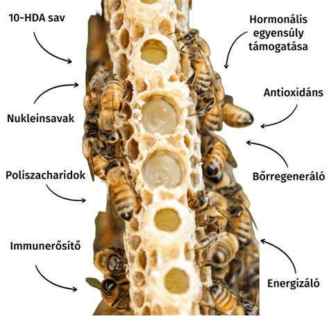 Gyógynövények és méhpempő