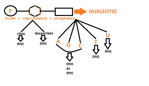 A DNS szerkezetének ábrázolása
