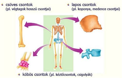 Medence csontok felépítése és sérülések típusai