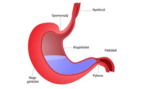 Anatómiai ábra a nyelőcsőről és a gyomorról