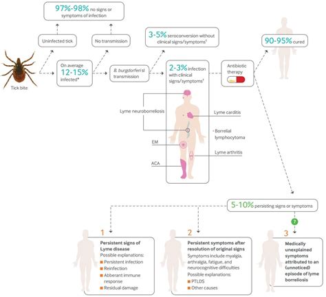 A Borrelia burgdorferi baktérium felépítése