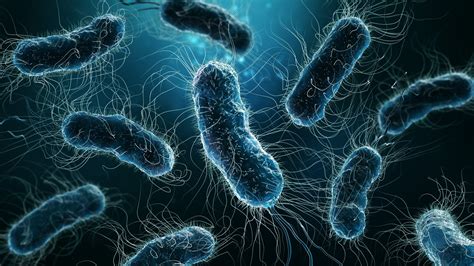 Az E. coli fertőzés terjedési módjai