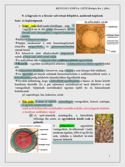 A blasztociszta fejlődése és beágyazódása