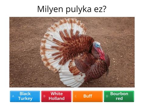 pulyka tetem kibelezésének folyamata