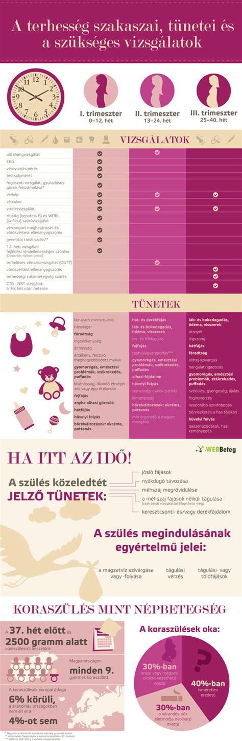A terhesség korai jelei infografika