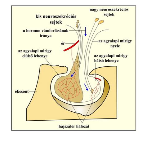 A férfi hormonrendszer egyensúlya