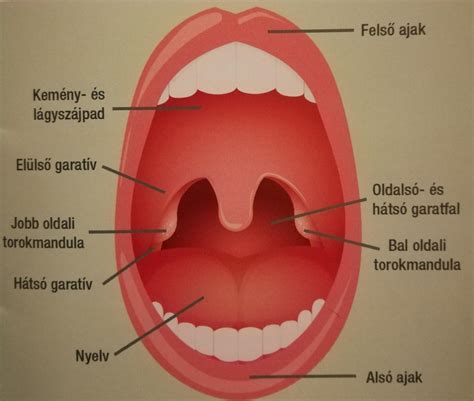 Orr- és garatmandula elhelyezkedése