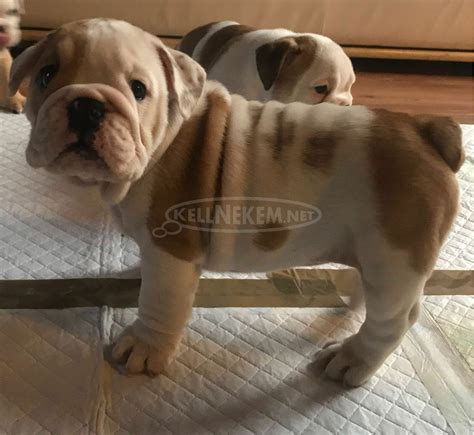 Angol bulldog fajtajellemzők