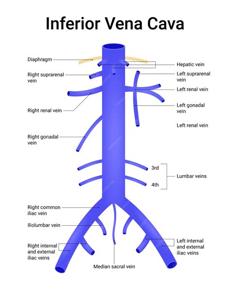 A vena cava inferior elhelyezkedése és a méh nyomása
