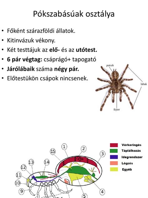 Pókszabásúak testfelépítése