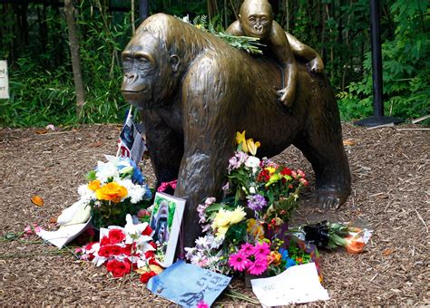 Harambe, a gorilla egy kifutóban