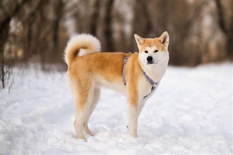 Az Akita Inu története