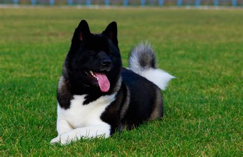 Az Akita Inu és az amerikai Akita közötti különbségek