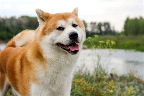 Gyakori betegségek az Akita Inu fajtánál