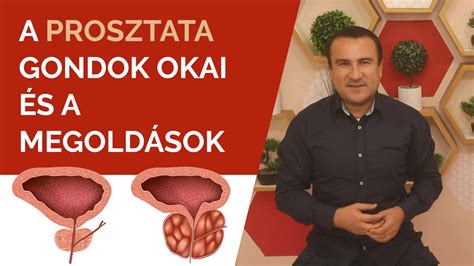 A prosztata anatómiája és a betegségek elhelyezkedése