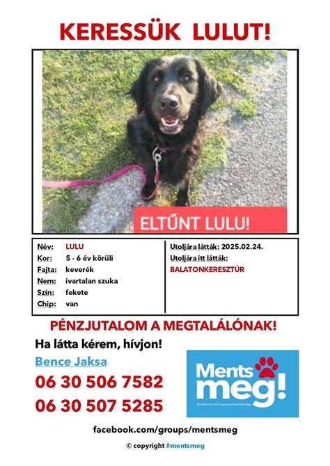 Plakát elveszett kutyáról