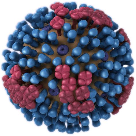 Az influenza vírus szerkezete