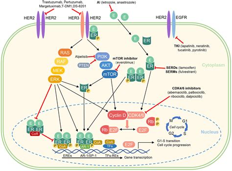 A HER2 receptor fehérje sematikus ábrája és szerepe a mellrákban