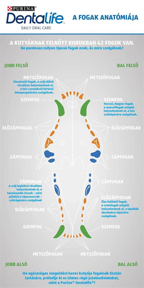Kutya fogai különböző életkorokban