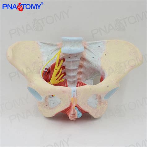 Anatómiailag ábrázolt női medencefenék izmai
