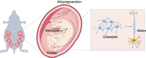 A méhlepény elhelyezkedése placenta praevia esetén