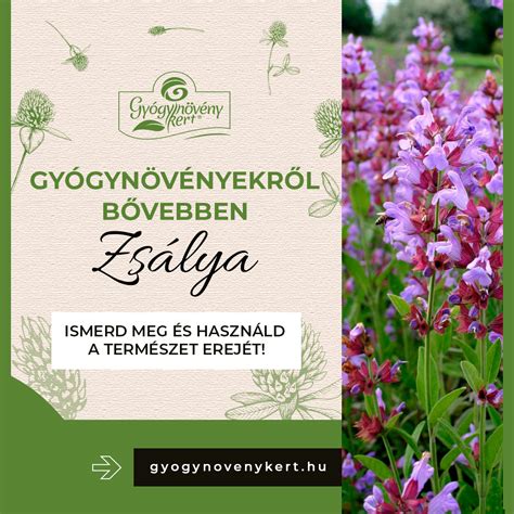 illusztráció különböző gyógynövényekről és illóolajokról