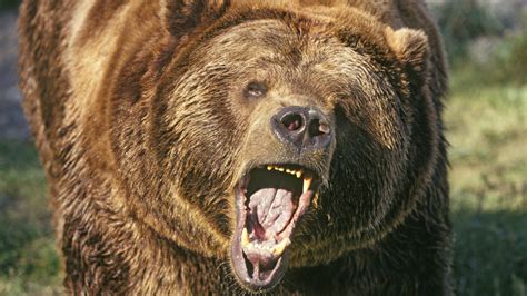 Grizzly medve lazaccal