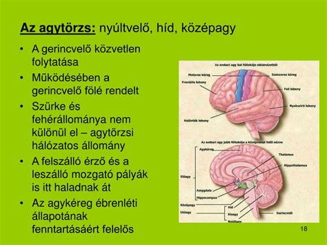 Az agytörzs és a köztiagy részei és funkciói