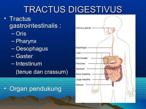 Gastrointestinalis traktus