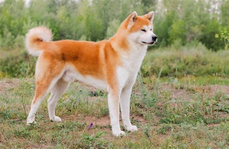Akita Inu kutya portréja