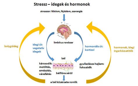 A hormonális hatások és a mióma növekedése
