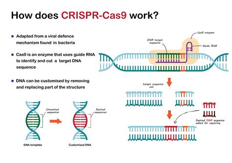 A CRISPR-Cas9 génszerkesztés mechanizmusa
