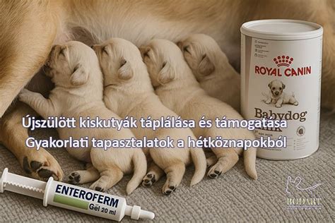 Újszülött kutyák táplálása cumisüvegből